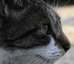 Cats Photos sticker #13531849