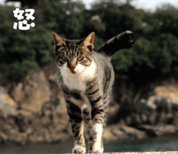 Cats Photos sticker #13531851