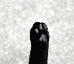 Cats Photos sticker #13531852