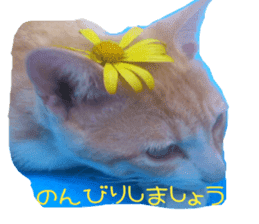 komugi fatcat sticker #13532300