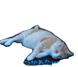 komugi fatcat sticker #13532301