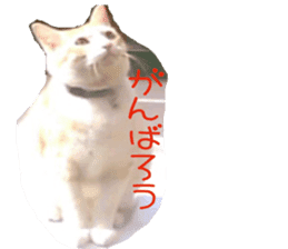 komugi fatcat sticker #13532305