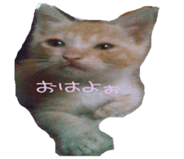 komugi fatcat sticker #13532306