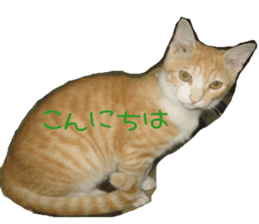 komugi fatcat sticker #13532312