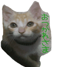 komugi fatcat sticker #13532317