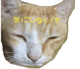 komugi fatcat sticker #13532332