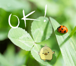 The Thinker bird 3 message of photo sticker #13535793