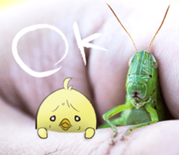 The Thinker bird 3 message of photo sticker #13535794