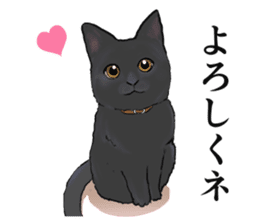 one black cat sticker sticker #13537302