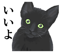 one black cat sticker sticker #13537305