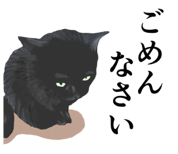 one black cat sticker sticker #13537310