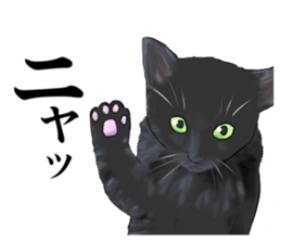 one black cat sticker sticker #13537321