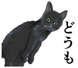 one black cat sticker sticker #13537325