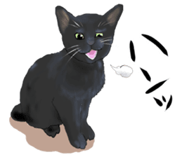 one black cat sticker sticker #13537332