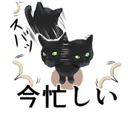 one black cat sticker sticker #13537333