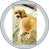 Ale Ale Alex sticker #13538088