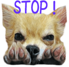 Cute watercolor Sticker of Chihuahua sticker #13538943