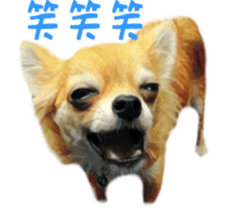 Cute watercolor Sticker of Chihuahua sticker #13538945
