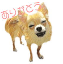 Cute watercolor Sticker of Chihuahua sticker #13538946
