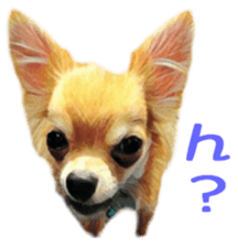 Cute watercolor Sticker of Chihuahua sticker #13538949