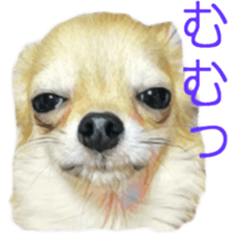 Cute watercolor Sticker of Chihuahua sticker #13538950