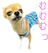 Cute watercolor Sticker of Chihuahua sticker #13538951