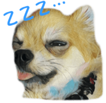 Cute watercolor Sticker of Chihuahua sticker #13538956
