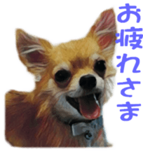 Cute watercolor Sticker of Chihuahua sticker #13538957