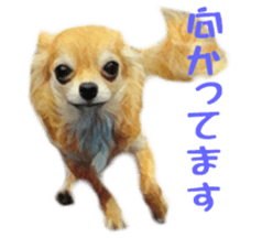 Cute watercolor Sticker of Chihuahua sticker #13538958
