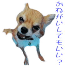 Cute watercolor Sticker of Chihuahua sticker #13538960