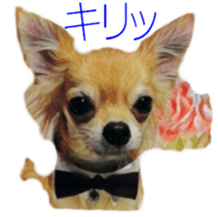 Cute watercolor Sticker of Chihuahua sticker #13538961