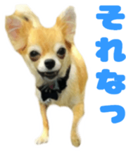 Cute watercolor Sticker of Chihuahua sticker #13538962