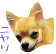 Cute watercolor Sticker of Chihuahua sticker #13538965