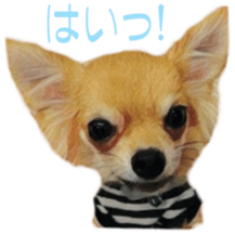 Cute watercolor Sticker of Chihuahua sticker #13538966