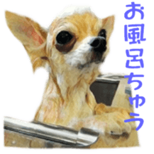 Cute watercolor Sticker of Chihuahua sticker #13538970