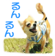 Cute watercolor Sticker of Chihuahua sticker #13538972