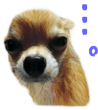 Cute watercolor Sticker of Chihuahua sticker #13538974