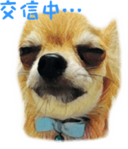 Cute watercolor Sticker of Chihuahua sticker #13538975