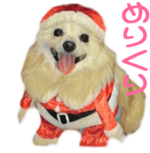 Cute watercolor Sticker of Chihuahua sticker #13538978