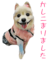 Cute watercolor Sticker of Chihuahua sticker #13538979