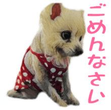 Cute watercolor Sticker of Chihuahua sticker #13538980