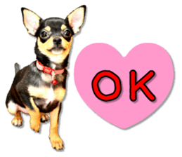 Funny Chihuahua sticker #13539446