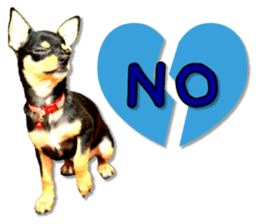 Funny Chihuahua sticker #13539447