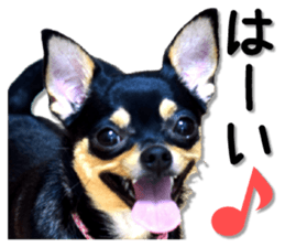 Funny Chihuahua sticker #13539448