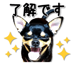 Funny Chihuahua sticker #13539449