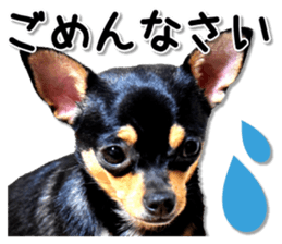 Funny Chihuahua sticker #13539451