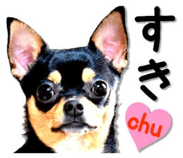 Funny Chihuahua sticker #13539452