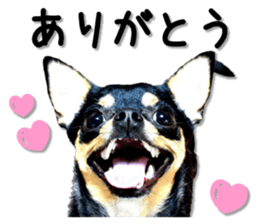 Funny Chihuahua sticker #13539453