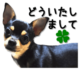 Funny Chihuahua sticker #13539454