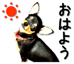 Funny Chihuahua sticker #13539456